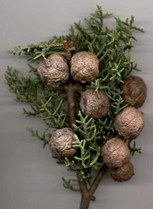 Cupressus stephensonii