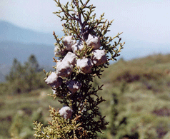 Cupressus stephensonii