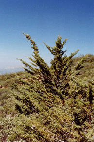 Cupressus stephensonii