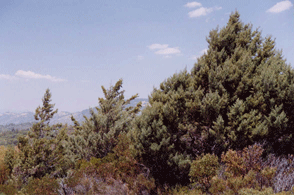 Cupressus stephensonii
