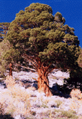 Juniperus occidentalis australis