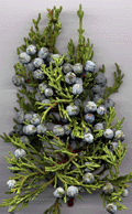 Juniperus occidentalis australis