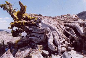 Juniperus occidentalis australis