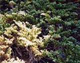 Juniperus communis