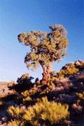 Juniperus osteosperma