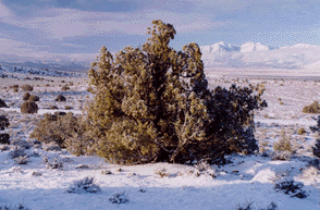 Juniperus osteosperma