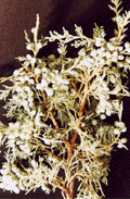 Juniperus scopulorum