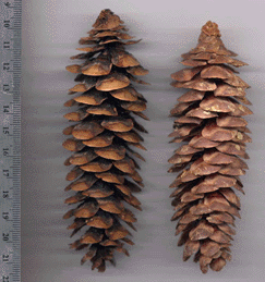Picea breweriana