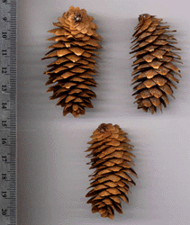 Picea engelmannii