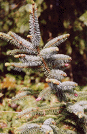 Picea sitchensis