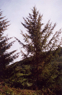 Picea sitchensis