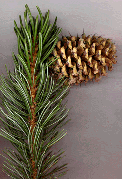 Pinus aristata