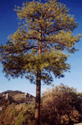 Pinus arizonica