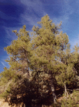 Pinus attenuata