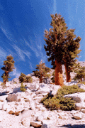 Pinus balfouriana austrina
