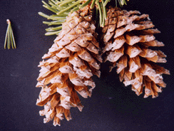 Pinus balfouriana austrina