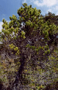 Pinus contorta bolanderi