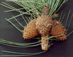 Pinus muricata borealis