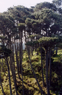 Pinus muricata borealis