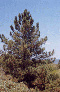 Pinus coulteri