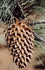 Pinus coulteri
