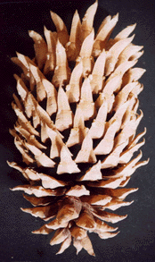 Pinus coulteri
