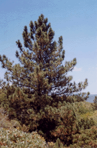 Pinus coulteri