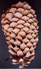 Pinus coulteri x jeffreyi