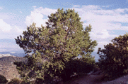 Pinus discolor