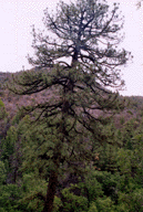 Pinus engelmannii