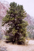 Pinus monophylla fallax