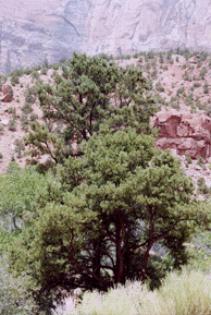 Pinus monophylla fallax