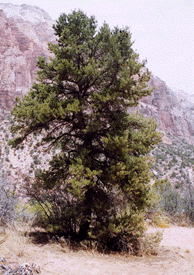 Pinus monophylla fallax