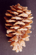 Pinus flexilis