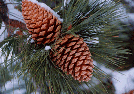 Pinus jeffreyi