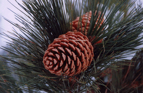 Pinus jeffreyi