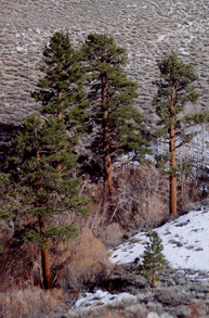 Pinus jeffreyi