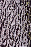 Pinus lambertiana