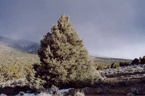 Pinus monophylla