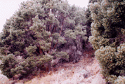 Pinus monophylla