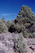 Pinus monophylla