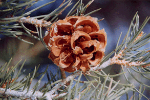 Pinus monophylla