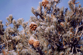 Pinus monophylla