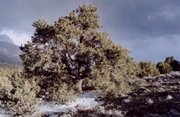 Pinus monophylla