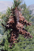 Pinus  monticola