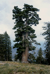 Pinus monticola