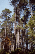 Pinus muricata borealis