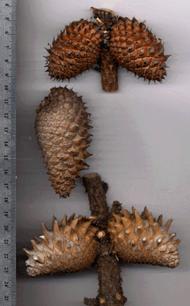 Pinus muricata