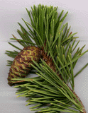 Pinus contorta murrayana