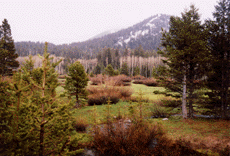 Pinus contorta murrayana